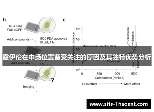霍伊伦在中场位置备受关注的原因及其独特优势分析